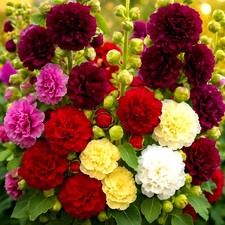 200+ HOLLYHOCK AUTUMN MIX SEEDS HUMMINGBIRD HUGE FLOWERS BEES  picture