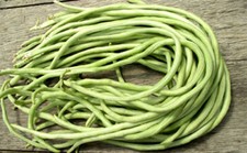 15+Yard Long Bean seeds Asian Chinese Long Bean String beans Productive USA picture