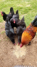 12+ Hatching Eggs . From Beautiful hens .    picture