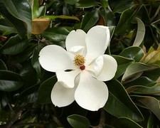 Magnolia Grandiflora - Southern Magnolia Tree picture