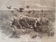 Circa 1870 Litho  