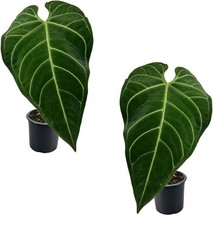 Anthurium Regale (Pack of 2) - Live Tropical Houseplant for Air Purification picture