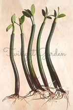 5 Mangroves Live Plant- Red Mangrove Seeds - Aquarium Saltwater Freshwater Tank picture