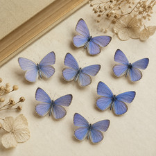 7 Real Blue Butterfly Specimens Spread Wings 2-2.6cm DIY Insect Art picture