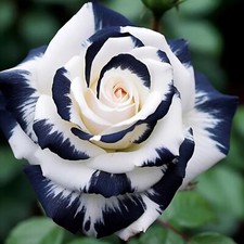 20pcs Rare Black & White Rose Seeds Non GMO Heirloom Garden picture