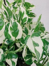 Pothos Pearls and Jade - 3 Cuttings - Devil’s Ivy Indoor House Plant Variegated picture