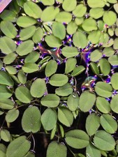 100+ Leaves Salvinia Natans-Buy 2 Get 1 Free- Aquatic Floating Plant picture