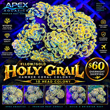💛🔥 WYSIWYG 10 HEAD YELLOW/GOLD HOLY GRAIL HAMMER COLONY 🔥💛 picture
