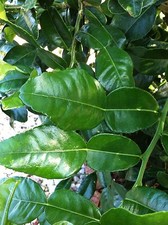 Fresh Kaffir Lime Citrus Hyst Leaves Thai Gourmet Herbs Hand Picked When Order picture