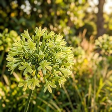 Lush 50 African Lily Flower Seeds, Green - Vibrant Floral Display, for Home picture
