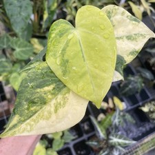 Anthurium Clarinervium Variegated 2.5