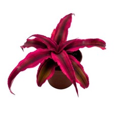 Cryptanthus Bivittatus, 2 inch, Red Star Bromeliad, Tiny Mini Pixie Plant, Brigh picture