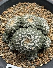 1pc Multi Heads Rare Cacti Ariocarpus kotschoubeyanus  Self Rooted Sale picture