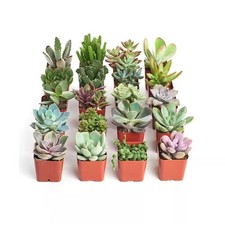 2 in. Unique Succulent (Collection of 20) for weddings, baby showers and events picture
