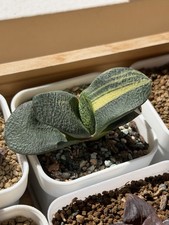 Gasteria Armstrongii Hybrid Variegated, Live Plant, Same As Pic (2.5 inches) picture