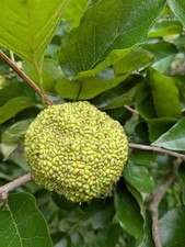 Fresh Picked Indiana Hoosier Hedge Apples Osage Oranges Count Of 8 picture