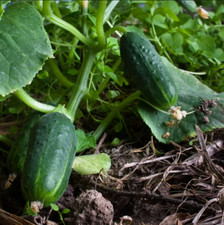 Cucumber Seeds SPACEMASTER 80 Containers, Vine Fast Grow Non-GMO 100 Seeds picture