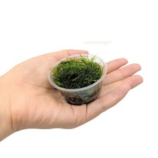 Buy 2 get 1 free Java Moss Live Aquarium Plant 2 OZ CUPsss FREESHIPP A picture