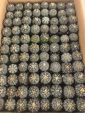 10PCS 3-4cm Astrophytum asterias RareSucculent cactus plant Garden picture