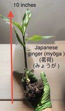 (01)   ミョウガ  Myoga Japanese Ginger Alive picture