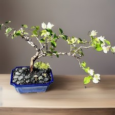 15 Y.O.  BOUGAINVILLEA BONSAI. WHITE & PINK FLOWERS “YANI’S DELIGHT” picture