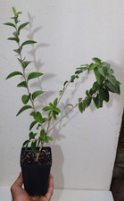 21” Tall Kei Apple 2 Years Old+ Sapling (DOVYALIS CAFFRA)  Organic Rare picture