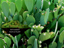 Organic Prickly Pear Cactus, 4 Pads XL Health Food, Humans Reptiles Tortoises picture