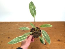 Philodendron erubescens 'Shady Lady' Pot Size: 4 inch  - 4