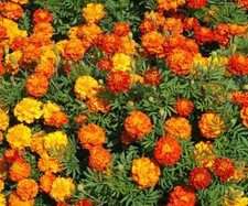 300+ FRENCH MARIGOLD 