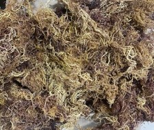 Sea Moss FRESH BATCH Organic Full Spectrum Wild Crafted Superfood 8oz SUN DRIED picture