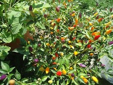 Bolivian Rainbow Heirloom hot pepper *Seeds of Life* 10 seeds picture