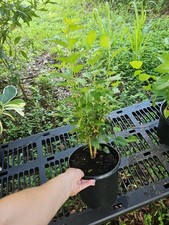 Large Dwarf Black Mulberry Morus Nigra Everbearing Live Plant Well Rooted  picture