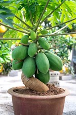 200 Dwarf Solo Waimanalo Papaya Seeds – Carica Papaya – Fast Fruiting Houseplant picture