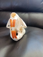 BEAVER SKULL With All Teeth Taxidermy Decor / Educational / Collection / Unique picture