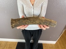 1 Huge JUMBO Whole Elk ANTLER Dog Chew SALE SELECT MASSIVE COLOSSAL BIG 11” picture