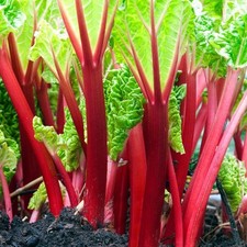 5 Victoria Rhubarb Bare Root -Rheum rhabarbarum picture