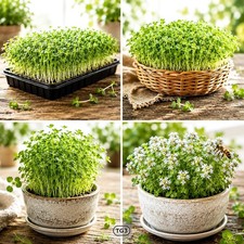 🌱 3000+ ORGANIC ALFALFA SEEDS | NON-GMO SPROUT MICROGREENS COVER CROP AUTUMN picture