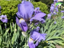 20 Purple Bearded Iris Rhizomes , Freshly Dug picture