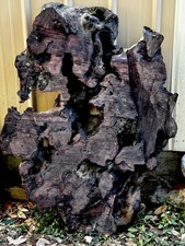 Extremely Rare live edge Redwood Sinker wood With With Purple Red Violet Swirls picture