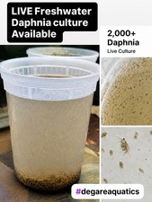 2000+ Live Daphnia Moina Culture | Fresh Live Fish Food| Ships Same Business Day picture