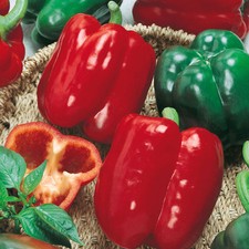 California Wonder Bell Pepper, Variety Sizes, Heirloom, NON-GMO,  picture