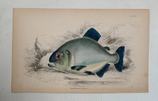 Antique Jardine/Lizars hand colored engraving fish print 