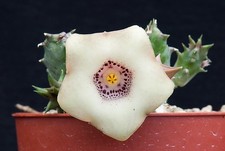 Huernia quinta (Strydamtunnel, RSA). Stapelia, lithops, huernia. picture