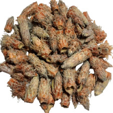 Dried Pine Buds  – Natural Herbal Remedy / Premium Quality /  picture