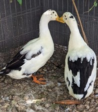 12+ Assorted Duck Fertile Hatching Eggs - Cayuga, Blue Sweddish, Acona, Magpie picture