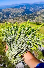 Organic Albanian Greek Mountain Tea – Sideritis Raeseri – Natural Immune Support picture