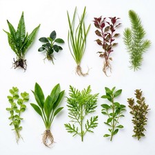 CANTON AQUATICS Beginner's 10-Pack Aquarium Live Plants Bundle - Ideal for... picture