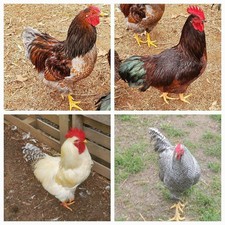 3 Heritage RiR 3 Heritage Delaware 3 Dominique 3 WYANDOT HATCHIN EGG PURE BREED picture