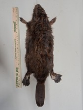 Taxidermy Beaver,  Small Iowa Beaver,  Wet Tanned, #25 picture
