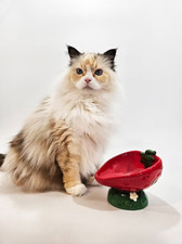 Cat Taps Artisan Series ~ Raised & Tilted Ceramic Cat Food Dish ~ Strawberry picture